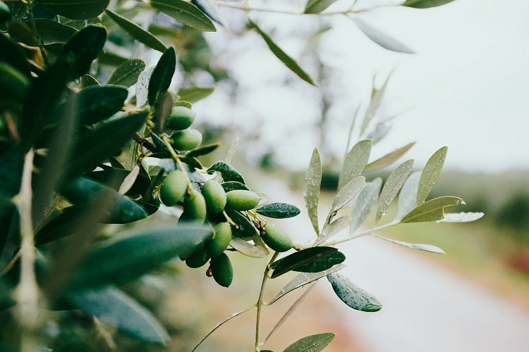 The benefits of olive oil in skincare